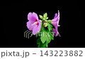 Hibiscus Blossoms. Opening Beautiful Pink Hibiscus Flowers on Black Background. Time Lapse. 4K. 143223882