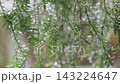 Close-up of green needle-like leaves with glistening raindrops after rain. Fresh nature background featuring clear water droplets on branches with soft bokeh focus. Peaceful organic botanical scene. 143224647
