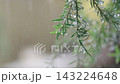 Close up of green leaves on a branch during a rain shower. Raindrops cling to the foliage against a soft bokeh background. Natural scene depicting wet weather, freshness and serene outdoor nature. 143224648