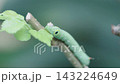 Close-up of a green hawk-moth caterpillar with distinct eyespots feeding on a fresh leaf. Professional wildlife macro photography capturing natural insect behavior on a blurred green background. 143224649