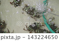 Live mud crabs tied with green string in a market water tank with an aeration hose and bubbles. Fresh seafood ready for sale at a fish market or restaurant. Top down view of live shellfish. 143224650