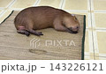 Capybara Lying Down and Resting on Mat 143226121
