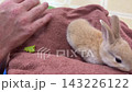 Cute Young Rabbit Moving on Towel in Persons Lap 143226122