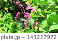 Black and white butterfly flutters among pink flowers, feeding on nectar in bright sunlight. Butterfly moves between blossoms on leafy garden vine, surrounded by vivid green foliage. 143227972