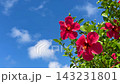 沖縄の青い空と赤いハイビスカス 143231801