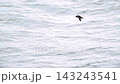 Slender-billed shearwaters flying over the Pacific Ocean 143243541