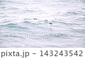 Slender-billed shearwaters flying over the Pacific Ocean 143243542