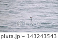 Slender-billed shearwaters flying over the Pacific Ocean 143243543