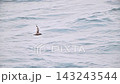 Slender-billed shearwaters flying over the Pacific Ocean 143243544