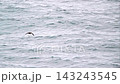 Slender-billed shearwaters flying over the Pacific Ocean 143243545