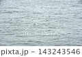 A flock of slender-billed shearwaters flying over the Pacific Ocean. 143243546
