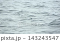 A flock of slender-billed shearwaters flying over the Pacific Ocean. 143243547