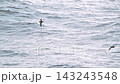 A flock of slender-billed shearwaters flying over the Pacific Ocean. 143243548