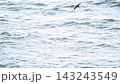 A flock of slender-billed shearwaters flying over the Pacific Ocean. 143243549