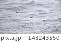 A flock of slender-billed shearwaters flying over the Pacific Ocean. 143243550