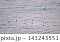 A flock of slender-billed shearwaters flying over the Pacific Ocean. 143243551