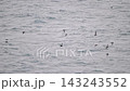 A flock of slender-billed shearwaters flying over the Pacific Ocean. 143243552