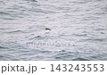 A flock of slender-billed shearwaters flying over the Pacific Ocean. 143243553