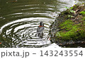 A Varied Tit bathing in the park pond. 143243554