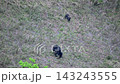 A mother and cub Asiatic black bear walking on the slopes of Mount Ibuki in spring. 143243555