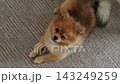 一隻可愛的博美犬在客廳裡快樂地玩耍。 143249259