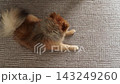 一隻可愛的博美犬在客廳裡快樂地玩耍。 143249260