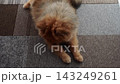 一隻可愛的博美犬在客廳裡快樂地玩耍。 143249261