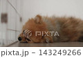 一隻可愛的博美犬在我家客廳睡得正香。 143249266