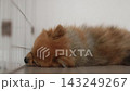 一隻可愛的博美犬在我家客廳睡得正香。 143249267