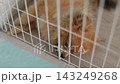一隻可愛的博美犬在我家客廳睡得正香。 143249268