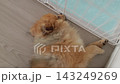 一隻可愛的博美犬在我家客廳睡得正香。 143249269