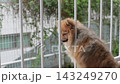 夏日清晨，一隻可愛的博美犬在陽台上欣賞風景。 143249270