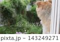 夏日清晨，一隻可愛的博美犬在陽台上欣賞風景。 143249271