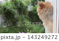 夏日清晨，一隻可愛的博美犬在陽台上欣賞風景。 143249272