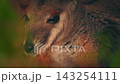Australian Wallaby In The Outback 143254111