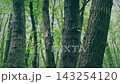 Passing Group Of Trees In The Woods 143254120