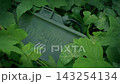 Russian Made Claymore Mine Hidden In The Undergrowth 143254134