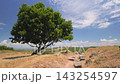 Scenic view of a solitary oak tree Quercus robur on a grassy hill with ancient stone ruins under a bright blue sky with clouds. Landscape near the city of Vlore in Albania, Europe. 143254597