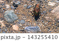 Large insect crawling top view across rocky ground in Ushguli, Svaneti, Georgia, showing alpine wildlife, insect behavior, natural habitat, biodiversity, and field observation for ecology 143255410