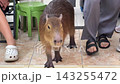 Capybara Walking Among People 143255472