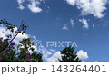 Blue sky and tree spring summer 143264401