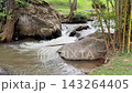Waterfall in a stream with green natural forest 143264405