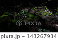 苔むした切り株に芽吹く新しい命 143267934