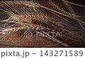 Slow motion. Ripe ears of wheat fall onto a wooden plank table 143271589