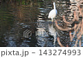 A beautiful white heron standing by the water's edge. 143274993