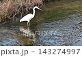 A white heron gracefully walks along the water's edge. 143274997