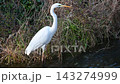A beautiful white heron standing by the water's edge. 143274999