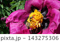 Vibrant purple peony with golden heart surrounded by bees gathering nectar 143275306