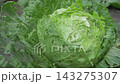 Cabbage head with torn leaves with visible pest bite marks 143275307
