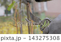 Careful hands in sturdy gloves remove grape branch with sharp cut 143275308